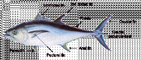 <p><strong>(B)</strong> A drawing of a blackfin tuna (Thunnus atlanticus) showing fin placement and shape (</p>

