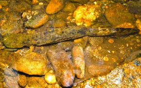 <p><strong>Fig. 5.10.</strong>&nbsp;(<strong>B</strong>) Hellbender (<em>Cryptobranchus alleganiensis</em>)</p>
