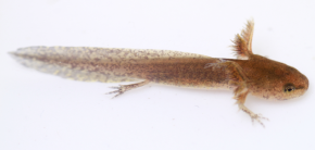 <p><strong>Fig. 5.18.</strong> (<strong>A</strong>) Spotted salamander (<em>Ambystoma maculatum</em>) larva</p>
