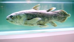 <p><strong>Fig. 5.4.</strong> (<strong>A</strong>) West Indian ocean coelacanth (<em>Latimeria chalumnae</em>)</p>
