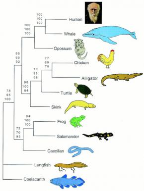 <p><strong>Fig. 5.8.</strong> Phylogenetic tree illustrating the evolutionary relationships among the three major amphibian groups</p>
