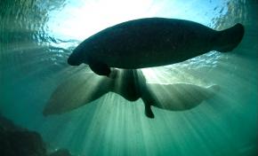 <p><strong>Fig. 6.1.</strong> Three Florida manatees (<em>Trichechus manatus latirostris</em>), Crystal River National Wildlife Refuge, Florida</p>
