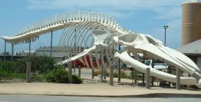 <p><strong>Fig. 6.10.</strong>&nbsp;(<strong>B</strong>) Blue whale (<em>Balaenoptera musculus</em>) skeleton on display at the Long Marine Laboratory, University of California, Santa Cruz</p>
