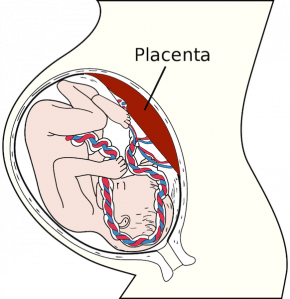 <p><strong>Fig. 6.12.</strong>&nbsp;(<strong>D</strong>) Placentas offer additional protection and nourishment for developing embryos.</p>
