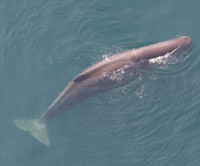 <p><strong>Fig. 6.17.1.</strong> (<strong>A</strong>) Sperm whale (<em>Physeter macrocephalus</em>) as seen from an aerial survey</p>
