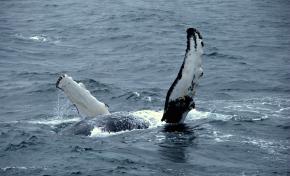 <p><strong>Fig. 6.18.</strong>&nbsp;(<strong>B</strong>) Flipper forelimb appendages on a humpback whale</p>
