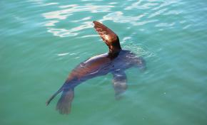 <p><strong>Fig. 6.18.</strong>&nbsp;(<strong>D</strong>) Brown fur seal flipper extended out of the water</p>
