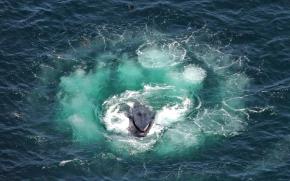 <p><strong>Fig. 6.24.</strong>&nbsp;(<strong>D</strong>) Humpback whale lunging in the center of a bubble net spiral</p>
