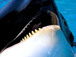 <p><strong>Fig. 6.25.</strong>&nbsp;(<strong>B</strong>) Killer whale teeth</p>
