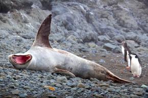 <p><strong>Fig. 6.26.</strong> (<strong>A</strong>) Leopard seal (<em>Hydrurga leptonyx</em>) yawning to reveal sharp teeth, Aitcho Island, Antarctica</p>
