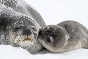 <p><strong>Fig. 6.28.</strong>&nbsp;(<strong>B</strong>) Weddell seal (<em>Leptonychotes weddellii</em>) adult and pup, Erebus Bay, Antarctica</p>
