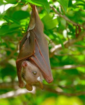 <p><strong>Fig. 6.2.</strong> (<strong>A</strong>) Epauletted fruit bat (<em>Epomophorus</em> sp.)</p>
