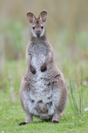 <p><strong>Fig. 6.2.&nbsp;</strong>(<strong>C</strong>) Bennett's wallaby (<em>Macropus rufogriseus rufogriseus</em>)</p>
