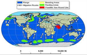 <p><strong>Fig. 6.36.</strong> Migration route of the humpback whale (<em>Megaptera novaeangliae</em>)</p>
