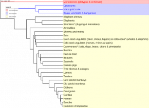 <p><strong>Fig. 6.4.</strong> Generalized phylogenetic tree diagram of extant mammals. Groups containing marine mammal species are indicated by asterisks. Monotremes are shaded red. Marsupials are shaded blue. Placentals are shaded yellow.</p>
