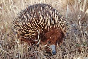 <p><strong>Fig. 6.4.1.</strong> (<strong>A</strong>) Short-beaked echidna (<em>Tachyglossus aculeatus</em>), Swifts Creek, Victoria, Australia</p>

