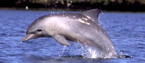<p><strong>Fig. 6.6.</strong>&nbsp;(<strong>C</strong>) Indo-Pacific bottlenose dolphin (<em>Tursiops aduncus</em>), an odontocete toothed-whale</p>
