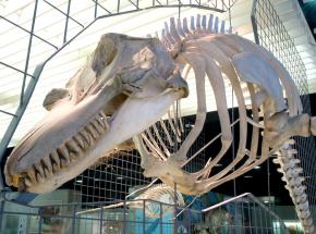 <p><strong>Fig. 6.7.</strong>&nbsp;(<strong>D</strong>) Killer whale (<em>Orcinus orca</em>) skeleton</p>
