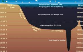 <p><strong>Fig. 9.16.</strong> There are five pelagic depth zones that range from the surface to a depth of more than 36,000 feet.</p>