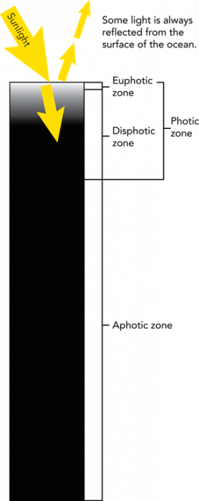 <p><strong>Fig. 9.5.</strong> Light penetration decreases with water depth in the ocean.</p>