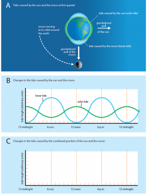 <p><strong>Fig. 6.9.</strong> Changes in tide levels when the sun, the moon, and the Earth form a right angle</p>
