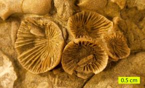 <p><strong>Fig. 7.11.</strong> (<strong>A</strong>) Fossilized skeleton of the extinct coral <em>Streptelasma divaricans</em> is an example of paleozoic life after the Cambrian explosion.</p>
