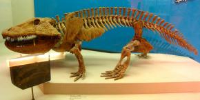 <p><strong>Fig. 7.11.</strong>&nbsp;(<strong>D</strong>) Fossil skeleton of <em>Eryops</em>, an extinct amphibian that lived around 295 mya in the late Paleozoic era.</p>
