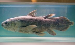 <p><b>Fig. 4.14.&nbsp;</b>(<strong>B</strong>) A lobe-finned coelocanth</p>
