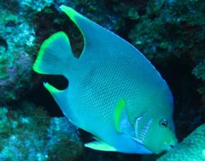 <p><strong>Fig. 4.21.&nbsp;</strong>(B) Angelfish (compressiform-flat side to side)</p>
