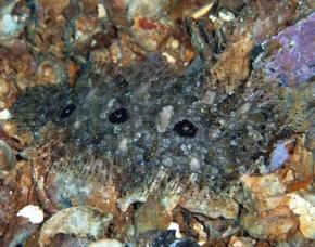 <p><strong>Fig. 4.21.</strong> (<strong>C</strong>) Flounder (depressiform-flat top to bottom)</p>
