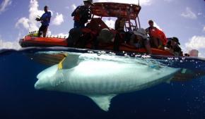 <p><strong>Fig. 2.4.</strong> (<strong>A</strong>) A tiger shark (Galeocerdo cuvier) is implanted with a transmitter.</p>
