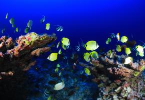 <p><strong>Fig. 1.6.</strong> OLP 5. A deep coral reef on Pearl and Hermes Atoll, which is about 2,000 km northwest of Honolulu, Hawai‘i</p>

