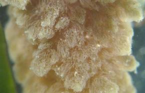<p><strong>SF Fig. 2.2.</strong>&nbsp;(<strong>D</strong>) Red macroalga <em>Asparagopsis taxiformis</em> viewed under a dissecting microscope</p>
