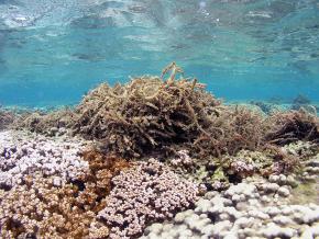 <p><strong>SF Fig. 2.5.</strong> (<strong>A</strong>) Rapid growth of the macroalga <em>Kappaphycus alvarezii</em> smothers corals and shades them from sunlight.</p>
