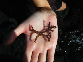 <p><strong>SF Fig. 2.5.</strong>&nbsp;(<strong>B</strong>) <em>Gracilaria salicornia</em> is highly invasive in Kāne‘ohe Bay, Island of Oʻahu, Hawaiʻi</p>

