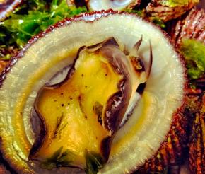 <p><strong>SF Fig. 3.5.</strong>&nbsp;(<strong>B</strong>) Underside of yellow-foot limpet (<em>Cellana sandwicensis</em>), known in Hawaiʻi as&nbsp;<em>ʻ</em><em>opihi ʻālinalina</em></p>
