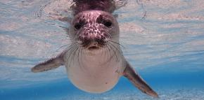 <p><strong>SF Fig. 6.2. </strong>(<strong>A</strong>) Hawaiian monk seal (<em>Neomonachus schauinslandi</em>) juvenile, Pearl and Hermes Atoll or Holoikauaua, Papahānaumokuākea Marine National Monument, Hawai‘i</p>
