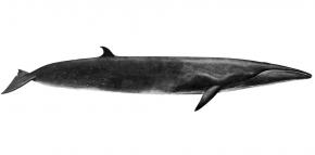 <p><strong>SF Fig. 6.2.</strong>&nbsp;(<strong>B</strong>) Sei whale (<em>Balaenoptera borealis</em>)</p>
