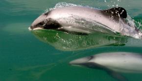 <p><strong>SF Fig. 6.2.</strong>&nbsp;(<strong>D</strong>) Two Māui’s dolphins (<em>Cephalorhynchus hectori maui</em>), west coast of Te Ika-a-Māui or North Island, New Zealand</p>
