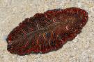 <p><strong>Fig. 3.13.</strong> (<strong>A</strong>) Cephalization in a flatworm (phylum Platyhelminthes)</p>

