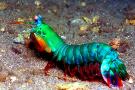 <p><strong>Fig. 3.13.</strong>&nbsp;(<strong>C</strong>) Cephalization in a peacock mantis shrimp (<em>Odontodactylus scyllarus</em>; phylum Arthropoda)</p>
