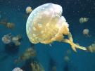 <p><strong>Fig. 3.25.</strong>&nbsp;(<strong>C</strong>) Jellyfish</p>
