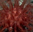 <p><strong>Fig. 3.25.</strong>&nbsp;(<strong>D</strong>) Soft coral <em>Anthomastus</em> sp.</p>
