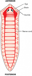 <p><strong>Fig. 3.38.</strong> Nervous system of a planarian flatworm</p>
