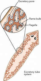 <p><strong>Fig. 3.39.</strong> Excretory system of a planarian flatworm showing excretory pore, flame bulb, and flagella</p>
