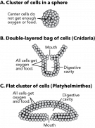 <p><strong>Fig. 3.40.</strong> Arrangements of cell clusters (<strong>A</strong>) Cluster of cells in a sphere (<strong>B</strong>) Double-layered bag of cells (phylum Cnidaria) (<strong>C</strong>) Flat cluster of cells (phylum Platyhelminthes)</p>
