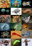 <p><strong>Fig. 3.7.</strong> Diversity of animal body plans</p>
