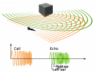 <p><strong>Fig. 6.35.&nbsp;</strong>(<strong>B</strong>) Diagram illustrating how mammals like cetaceans and bats use echolocation to find prey</p>
