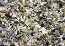 <p>Sediment made from a variety of crushed bivalve shells, Catawba Island in Port Clinton, Ohio</p>

