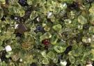 <p>Olivine sand at Papakōlea Beach on the Big Island of Hawai‘i Island, US</p>
